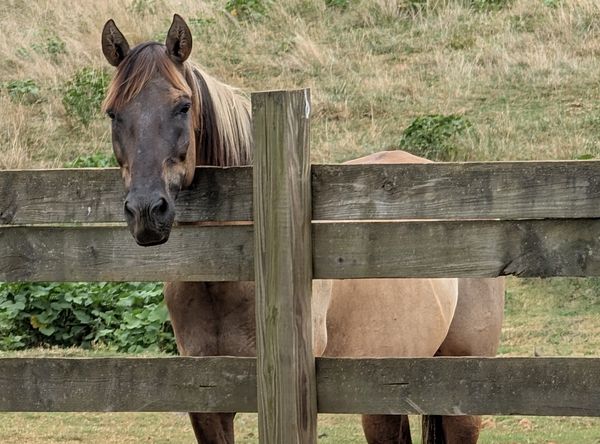 Marsh Tacky, SC State Heritage Horse Retirement Center