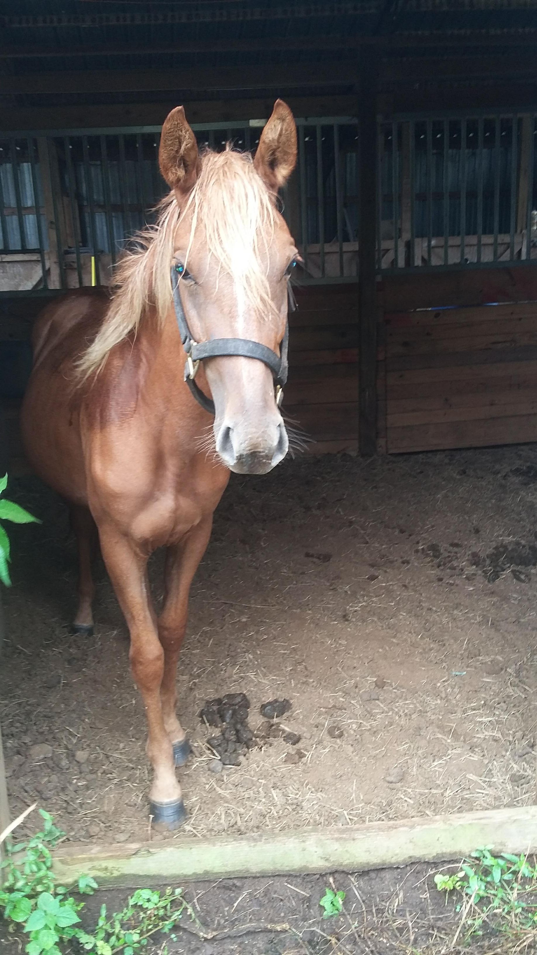 Texas Highway 21 Horse Rescue
