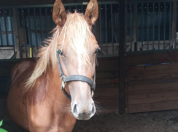 Texas Highway 21 Horse Rescue