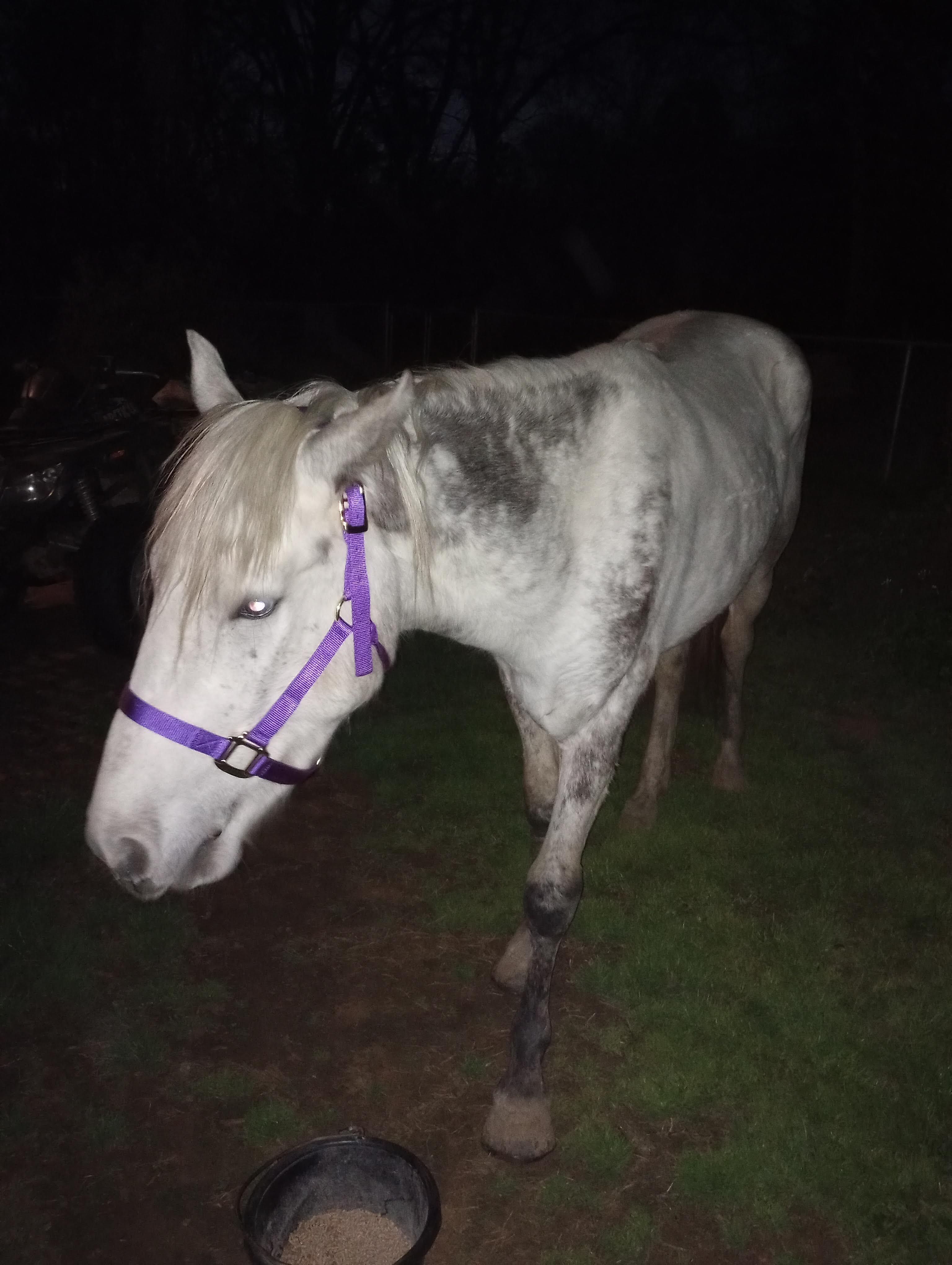 Texas Highway 21 Horse Rescue