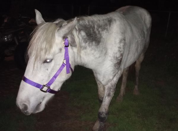 Texas Highway 21 Horse Rescue