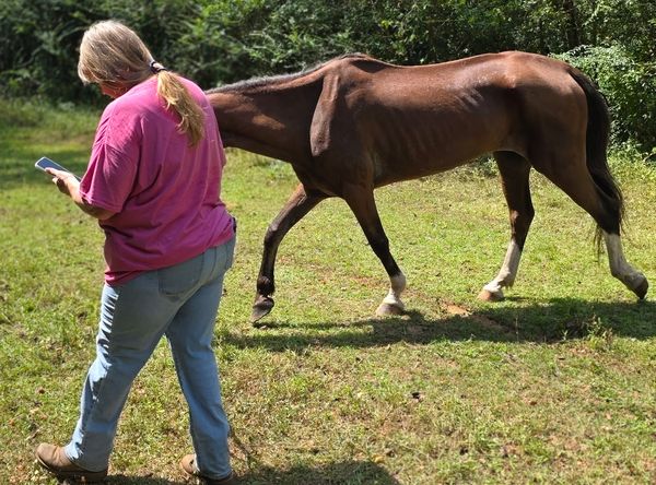 Texas Highway 21 Horse Rescue