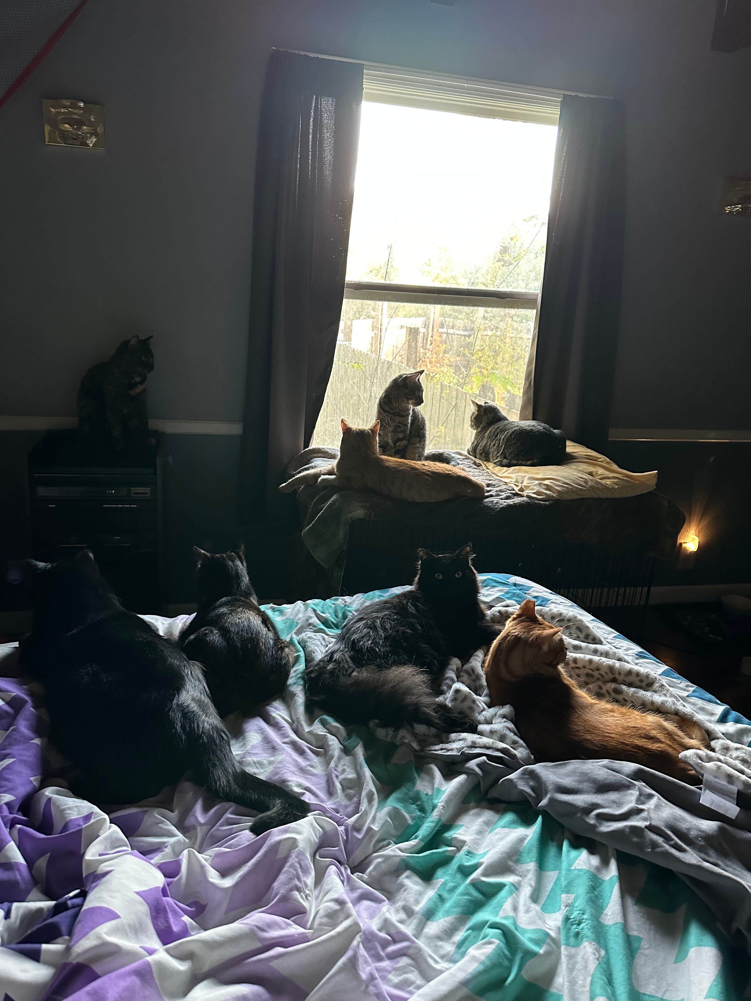 Healing Hearts Cat Sanctuary