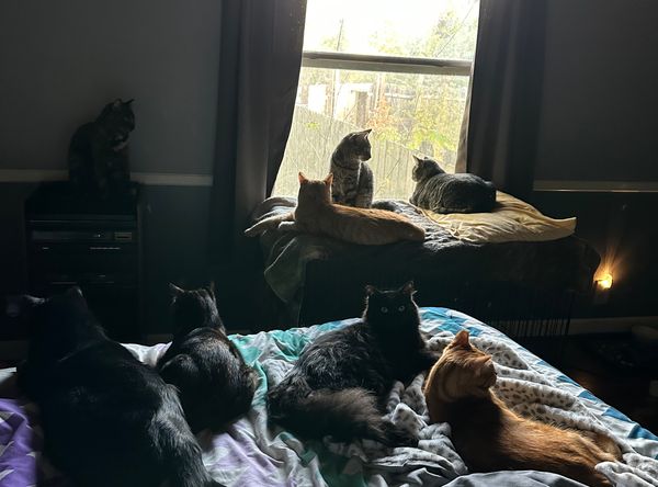 Healing Hearts Cat Sanctuary