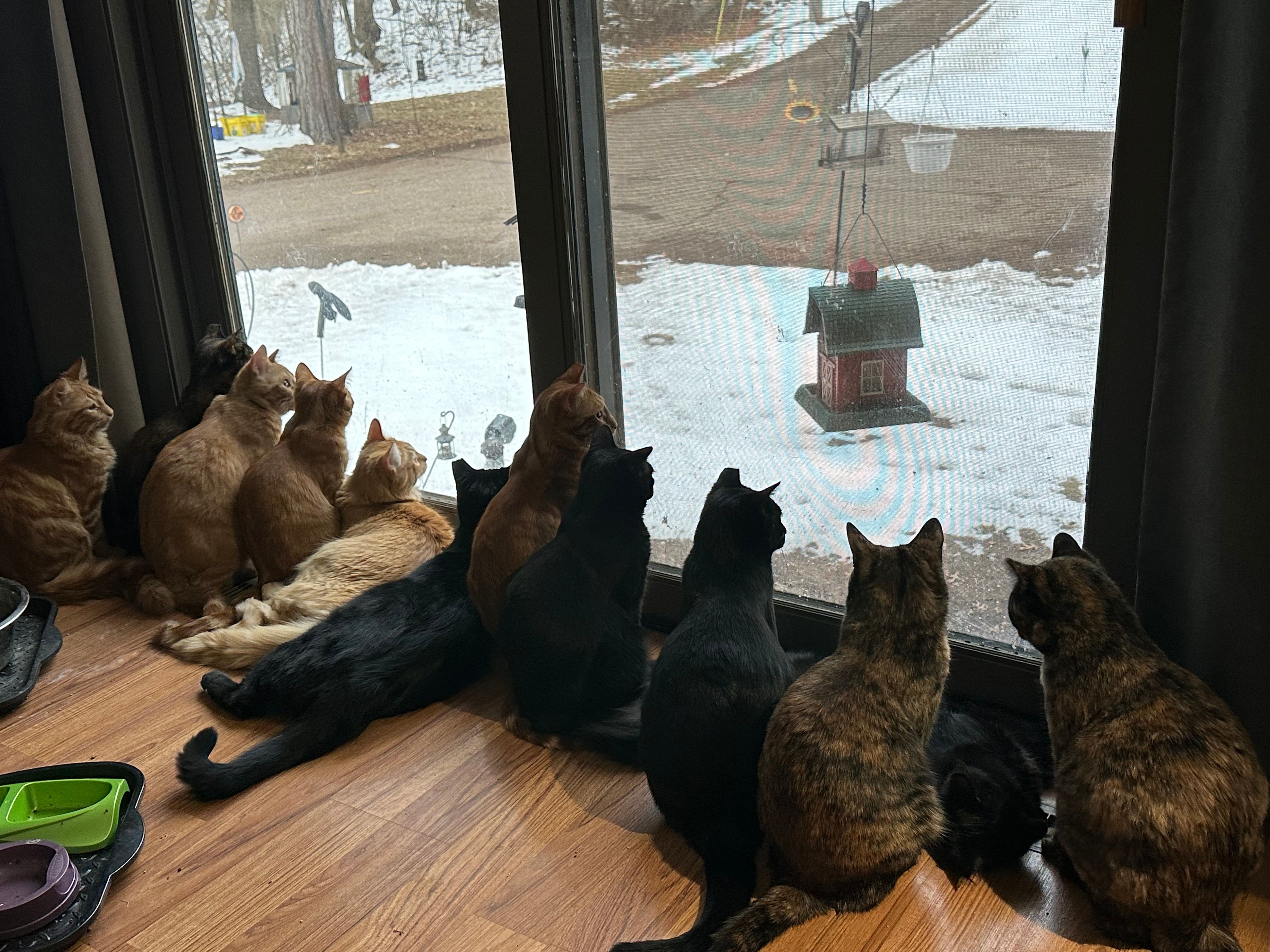 Healing Hearts Cat Sanctuary