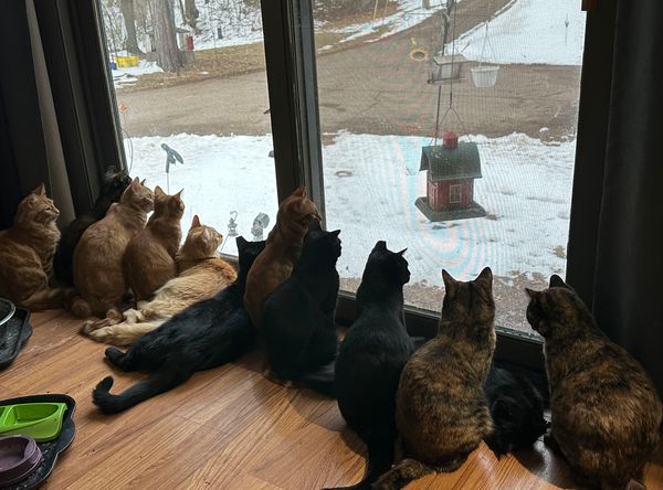 Healing Hearts Cat Sanctuary