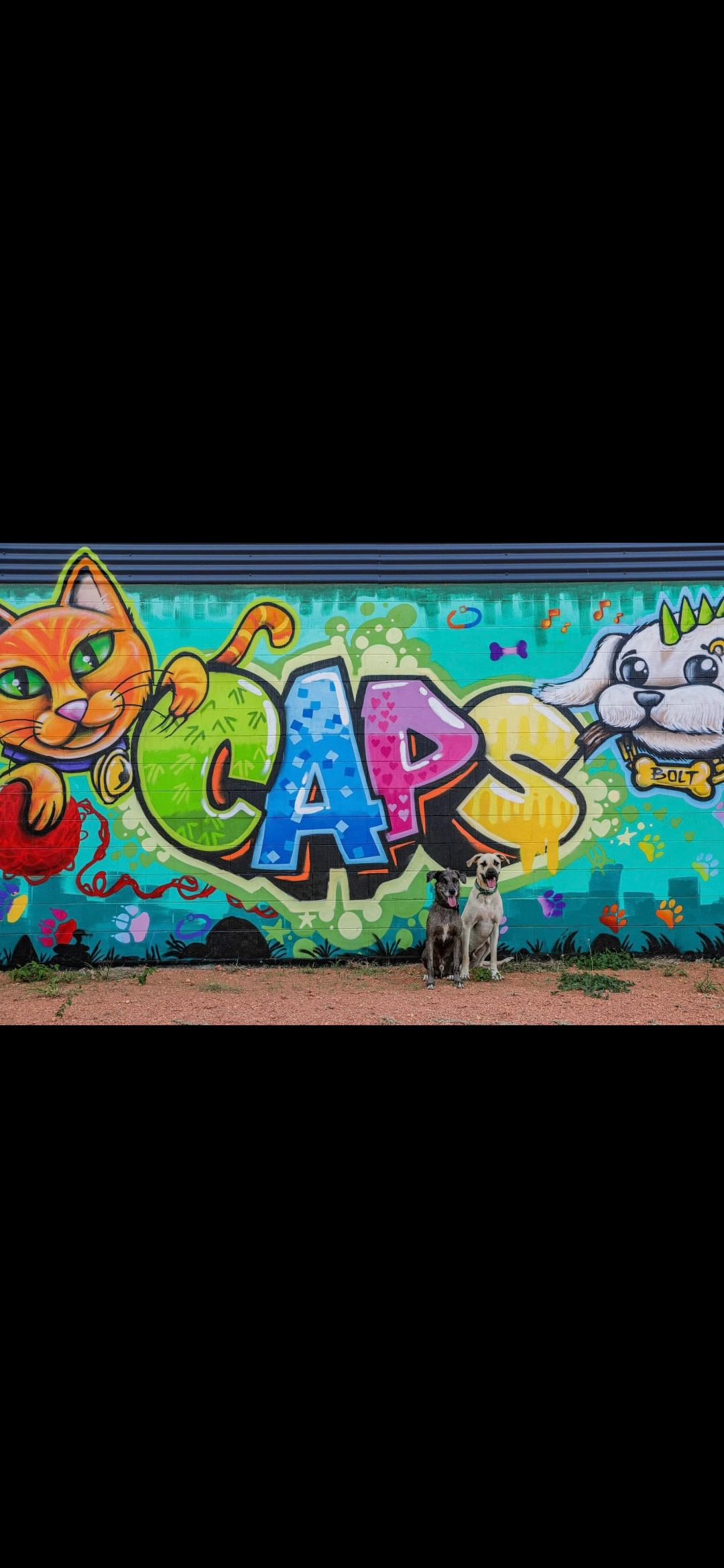 Cape Animal Protection Shelter