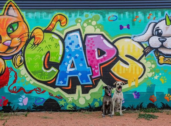 Cape Animal Protection Shelter