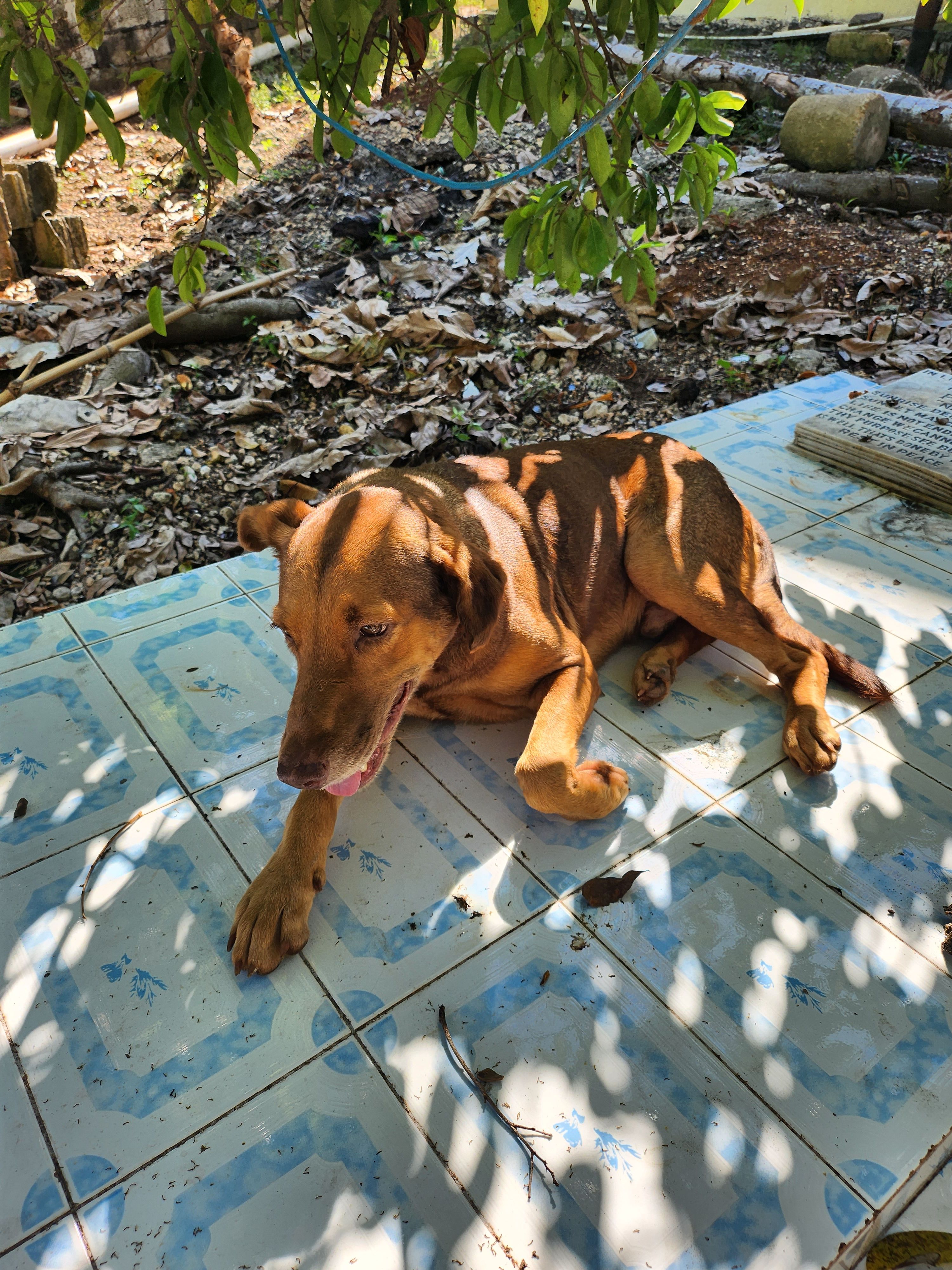 Safe Paws Negril