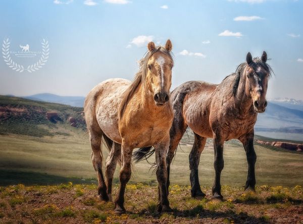 Freedom Acres Mustang Sanctuary