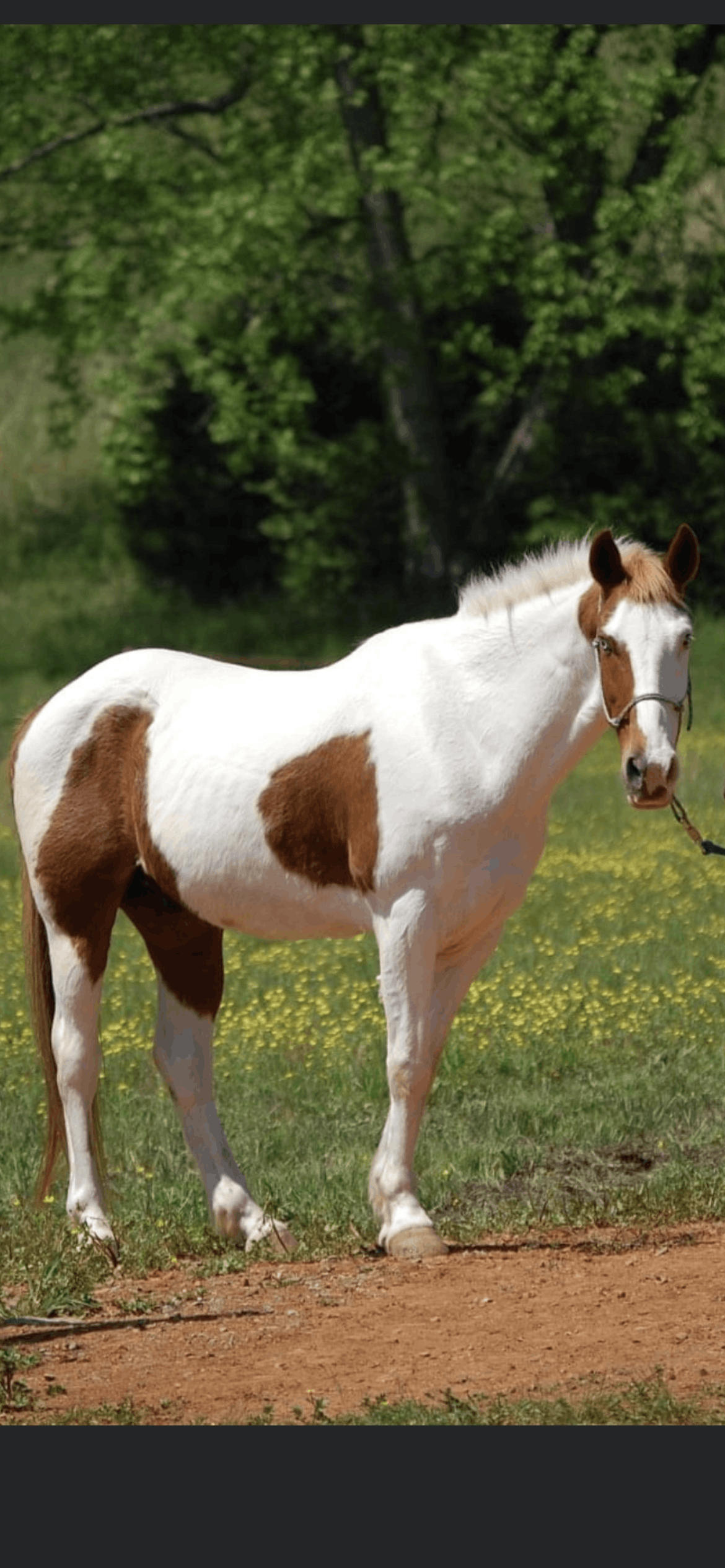 Luckys legacy equine rescue