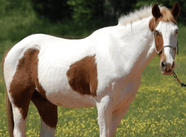 Luckys legacy equine rescue