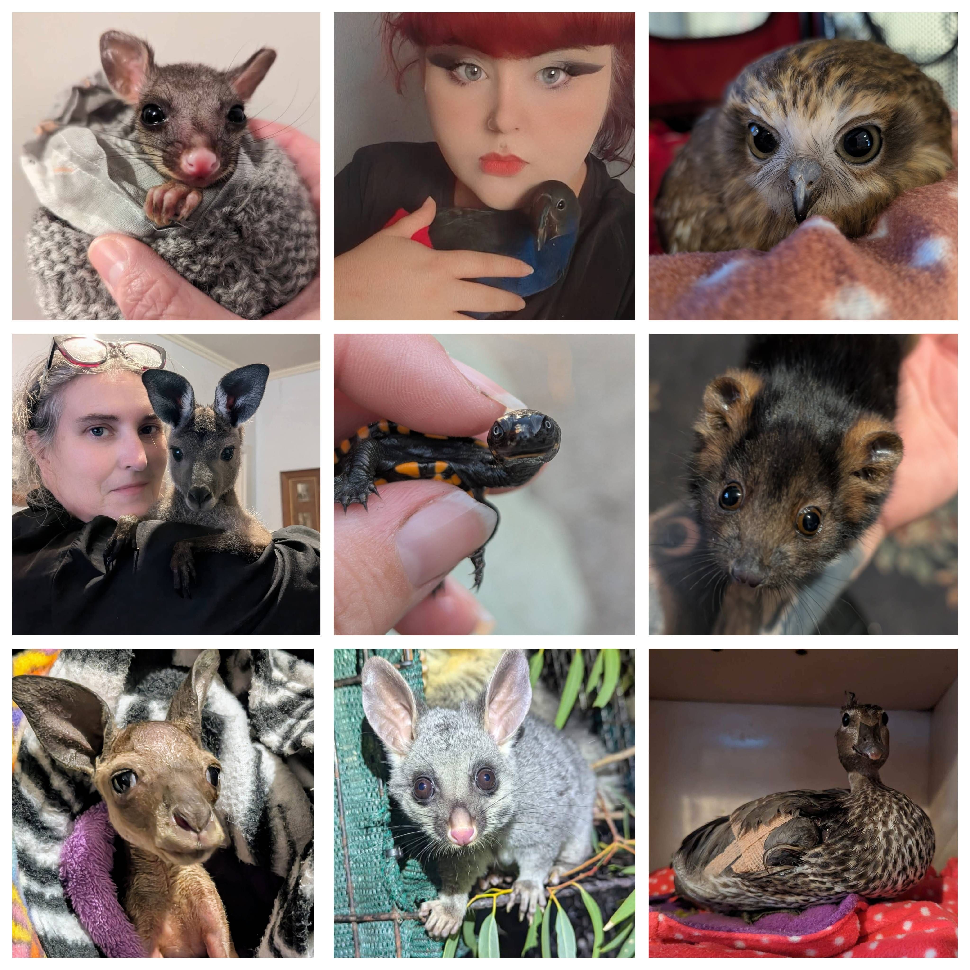 Hills Wildlife Guardians