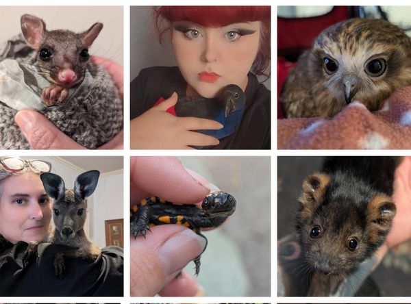 Hills Wildlife Guardians