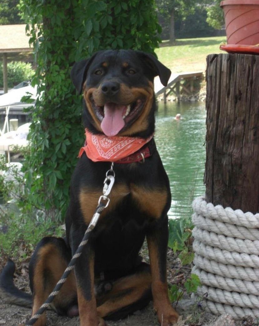 Atlantic Rottweiler Rescue foundation