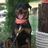 Atlantic Rottweiler Rescue foundation