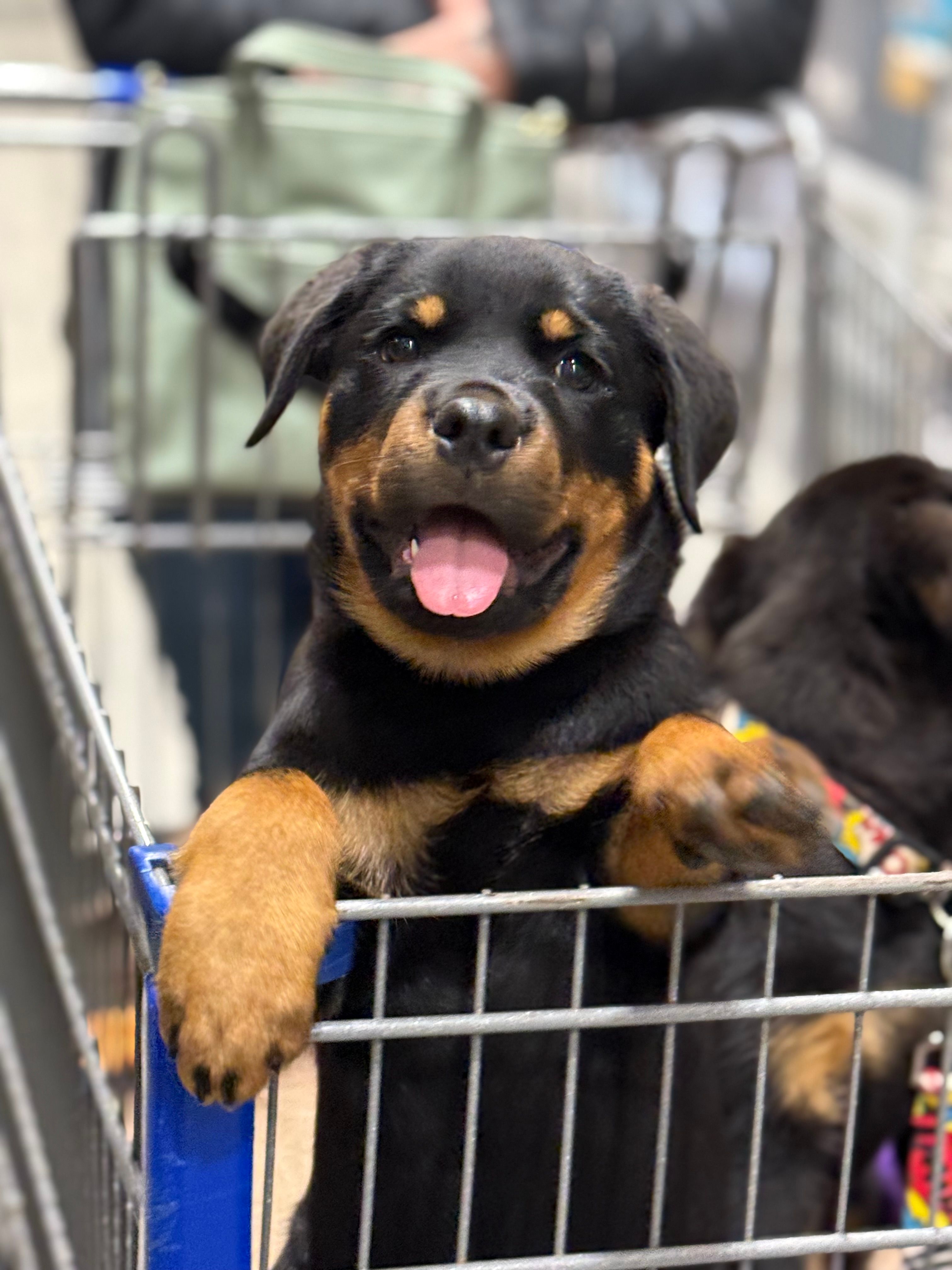 Atlantic Rottweiler Rescue foundation