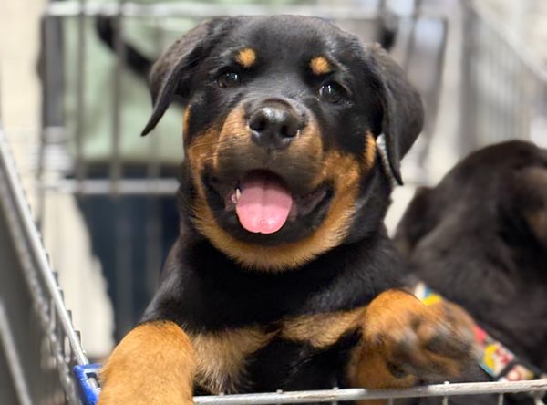 Atlantic Rottweiler Rescue foundation