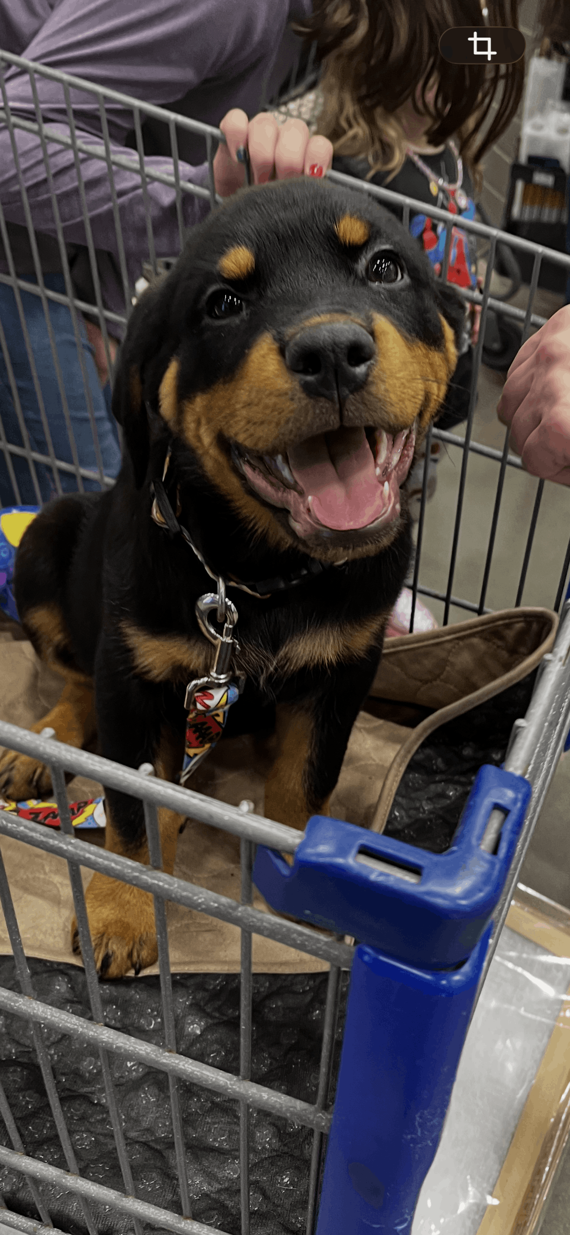 Atlantic Rottweiler Rescue foundation