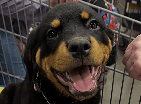 Atlantic Rottweiler Rescue foundation
