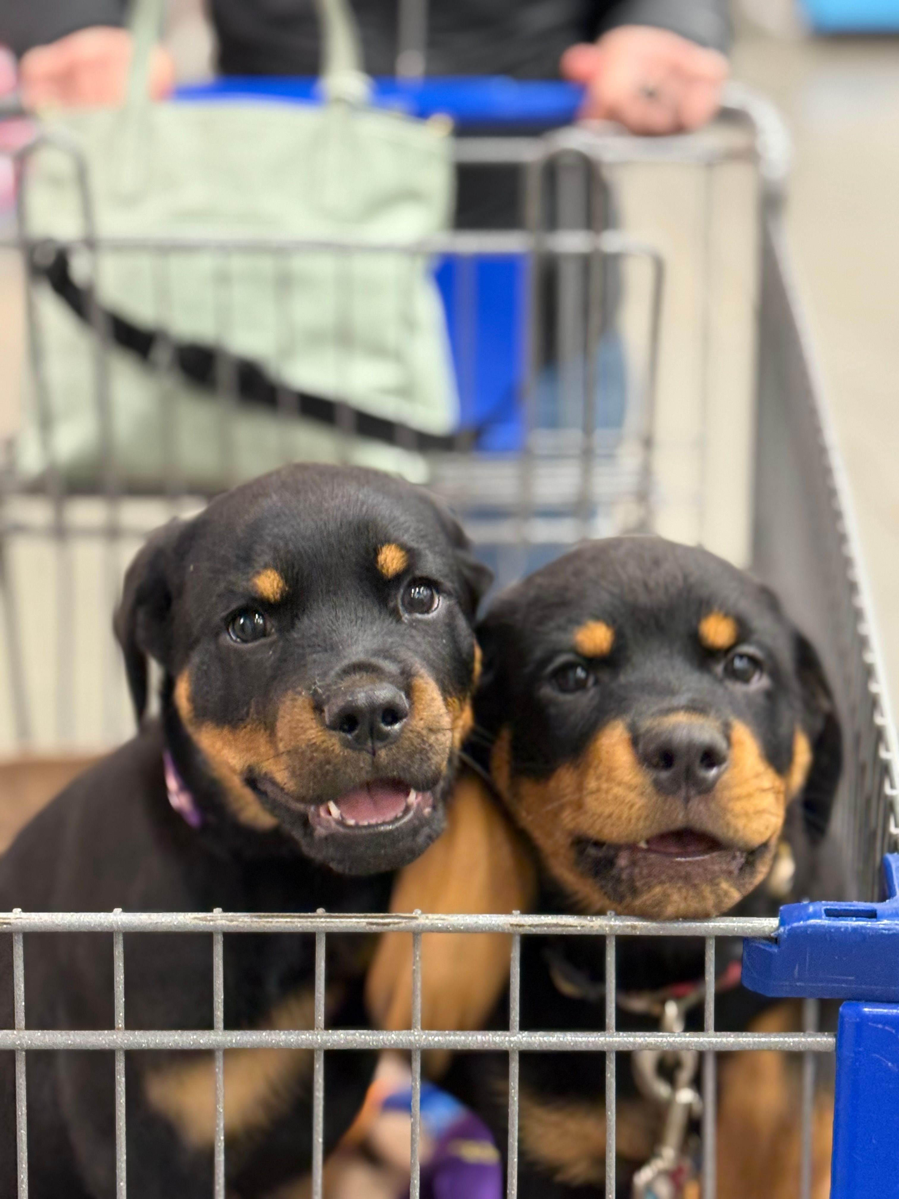 Atlantic Rottweiler Rescue foundation