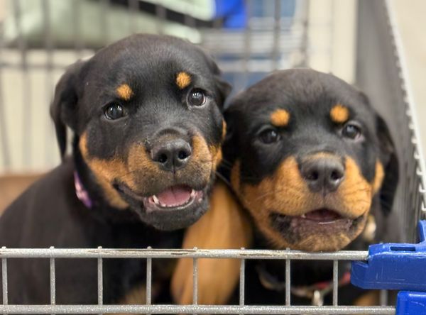 Atlantic Rottweiler Rescue foundation
