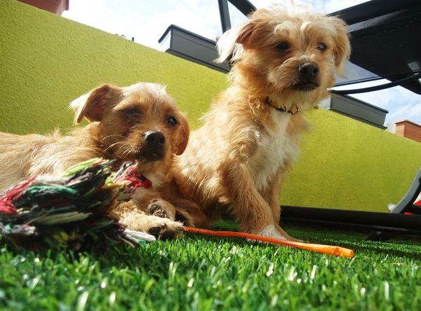 Rights for Animals Rescue