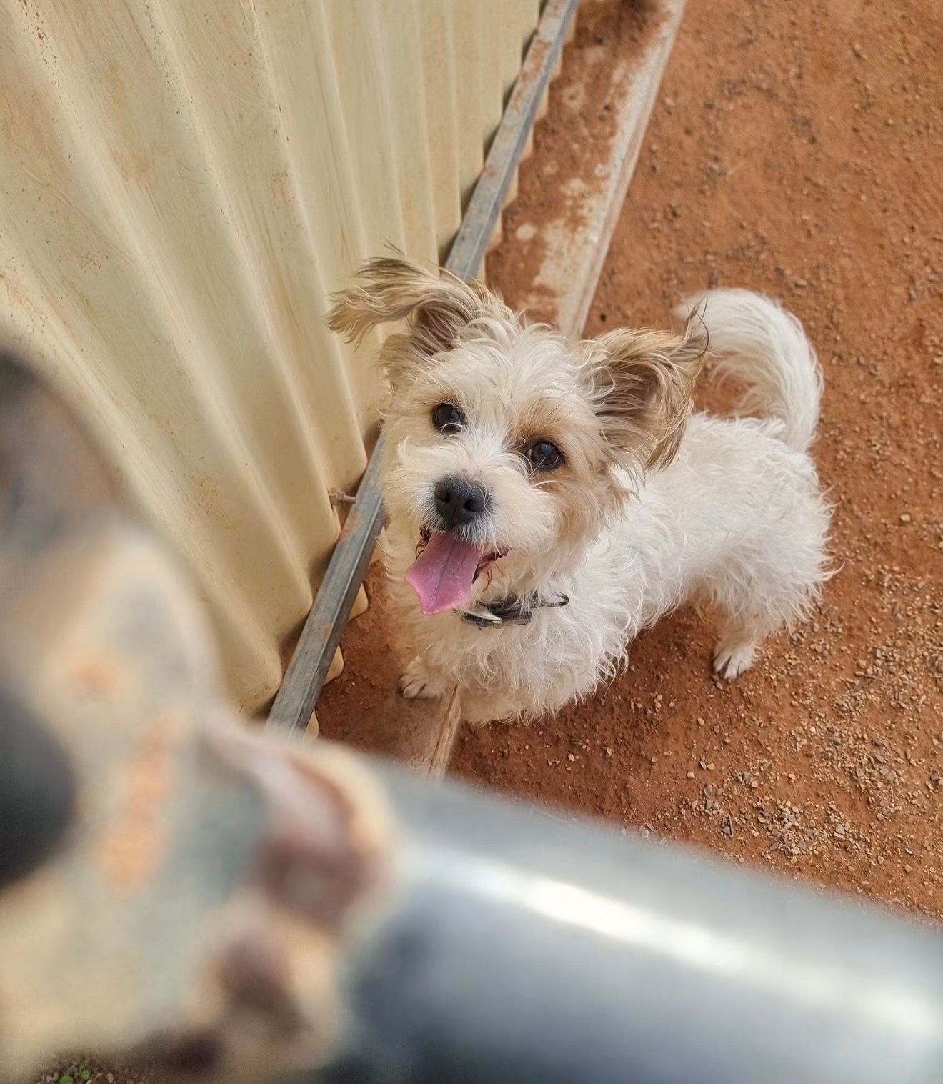 Nameless Angels Dog Rescue Inc.