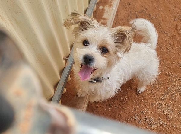 Nameless Angels Dog Rescue Inc.