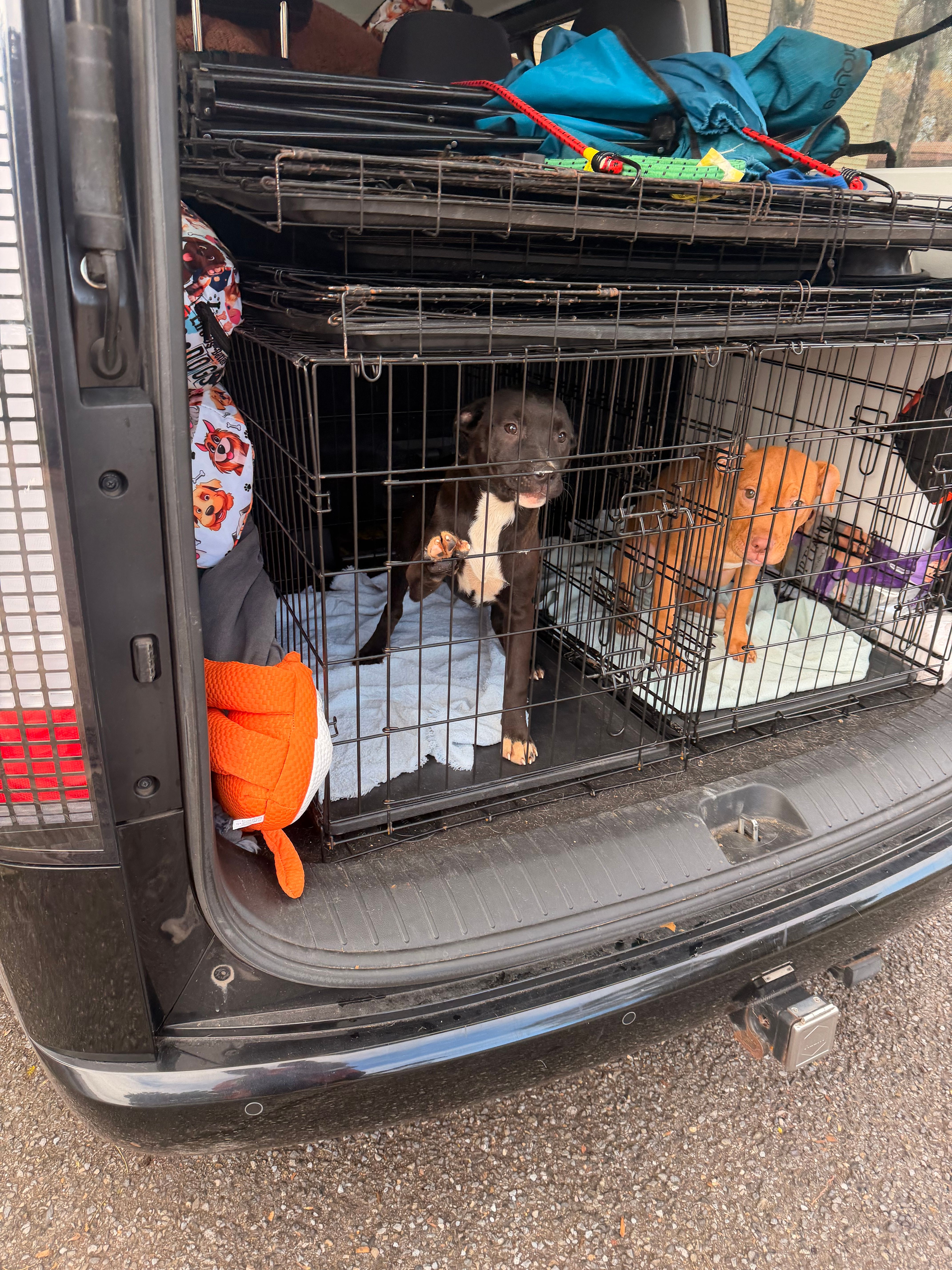 Nameless Angels Dog Rescue Inc.
