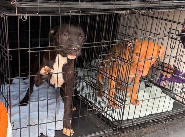 Nameless Angels Dog Rescue Inc.