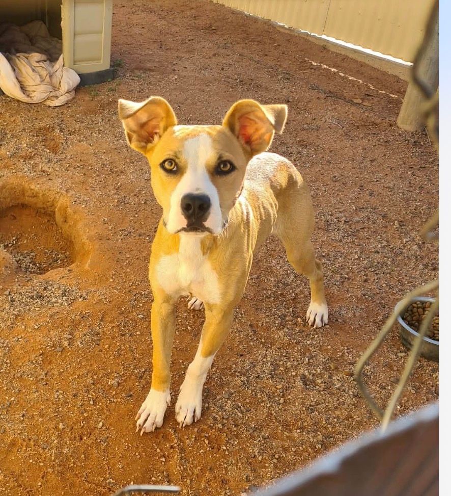 Nameless Angels Dog Rescue Inc.