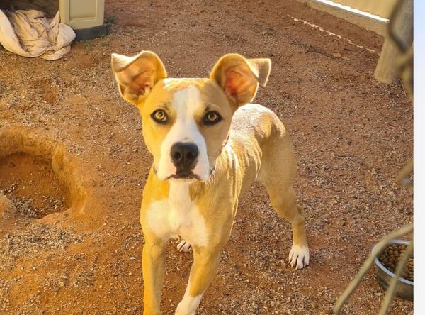 Nameless Angels Dog Rescue Inc.