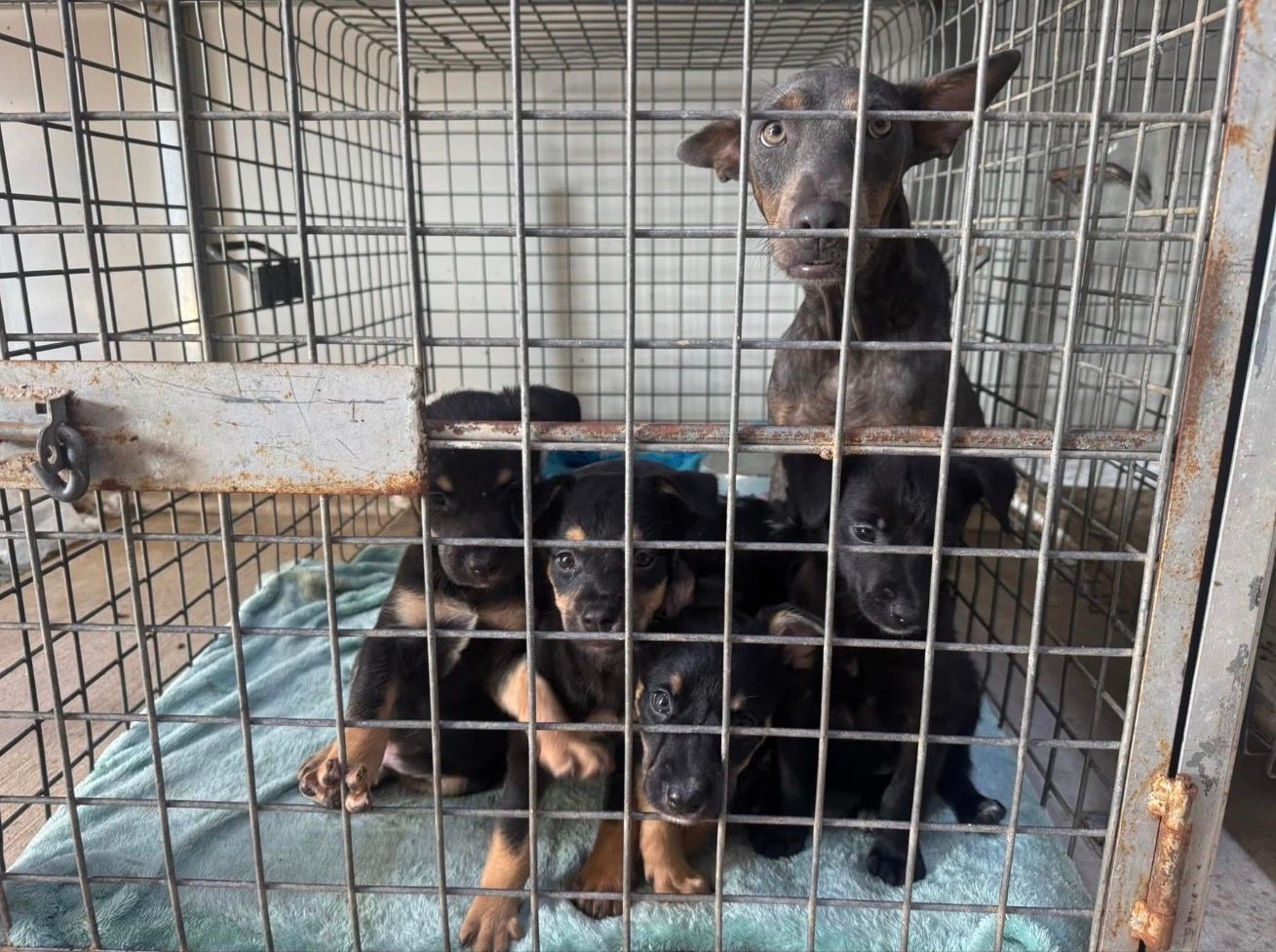 Nameless Angels Dog Rescue Inc.