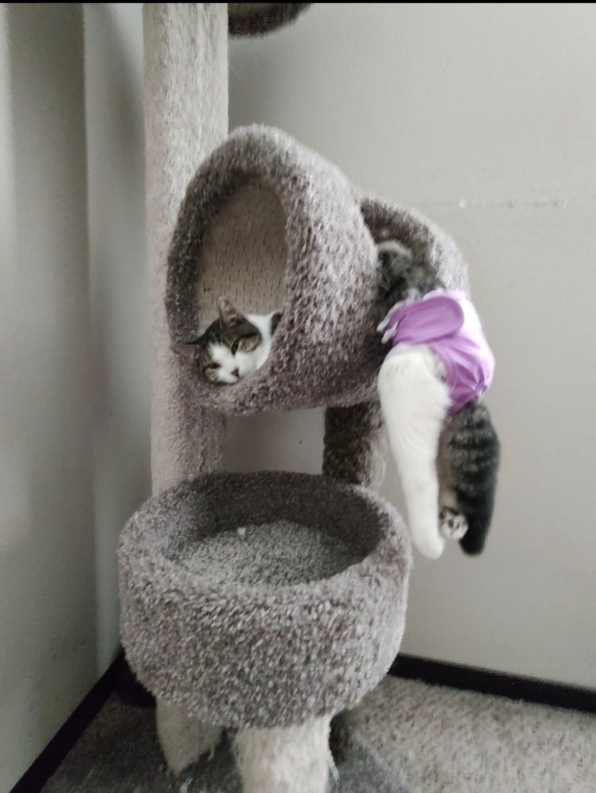 As a Matter of Cats Inc