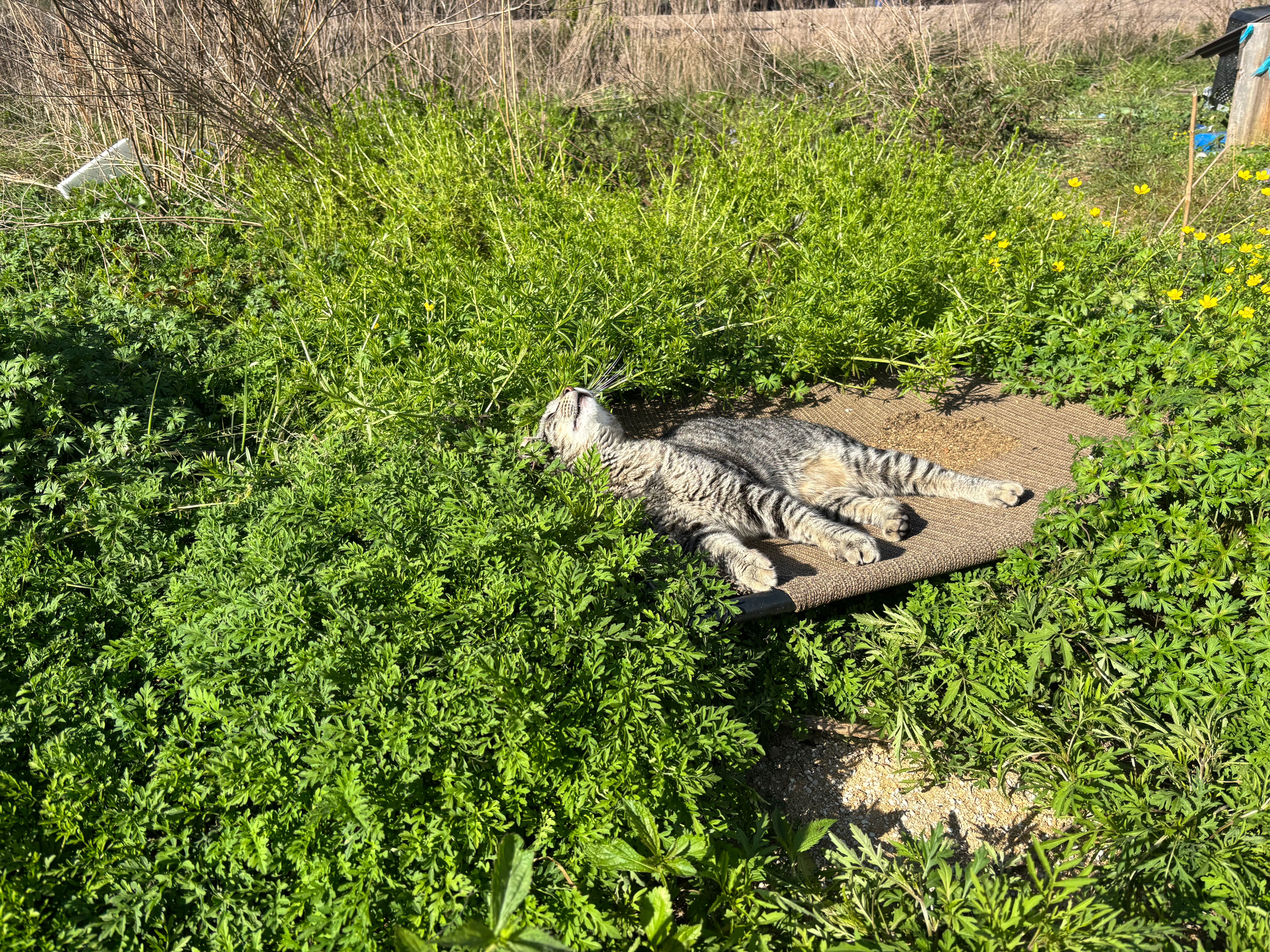 As a Matter of Cats Inc