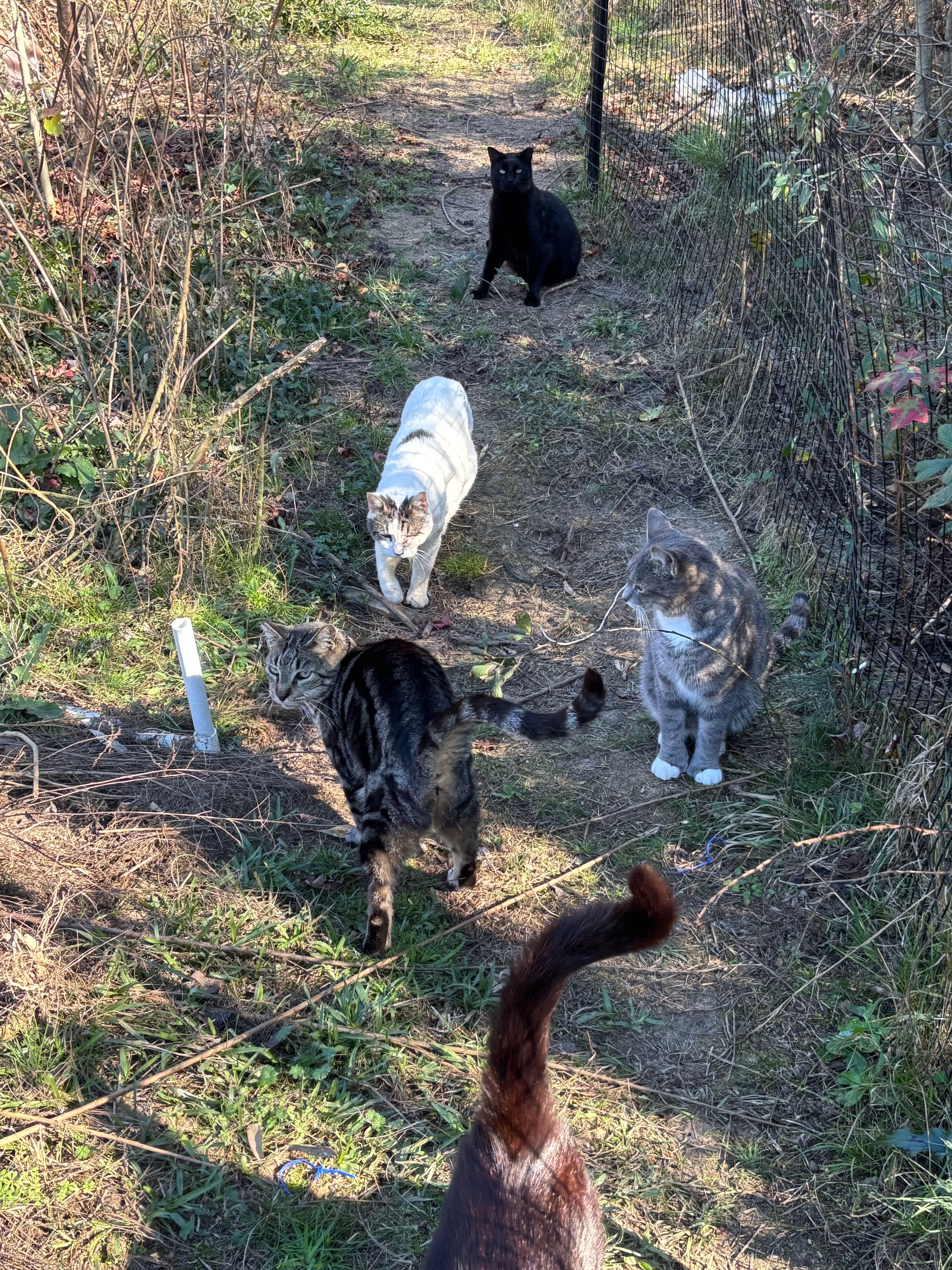 As a Matter of Cats Inc