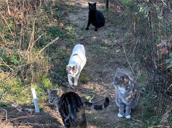 As a Matter of Cats Inc