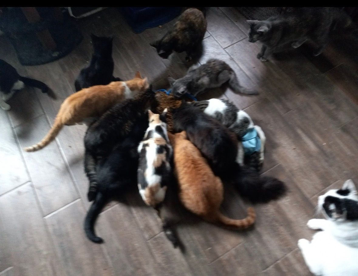 As a Matter of Cats Inc