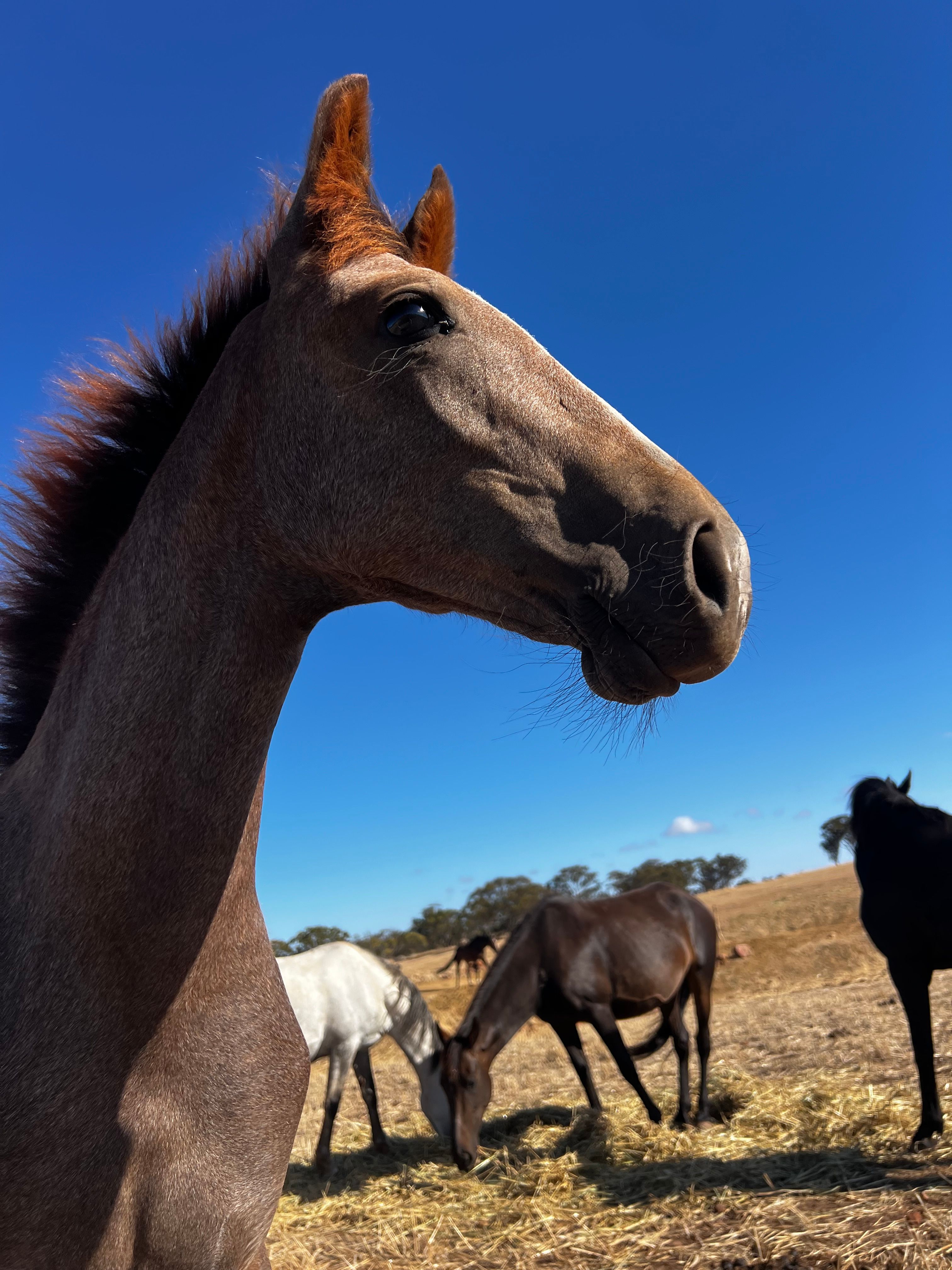 WA Waler Horse Project