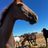 WA Waler Horse Project