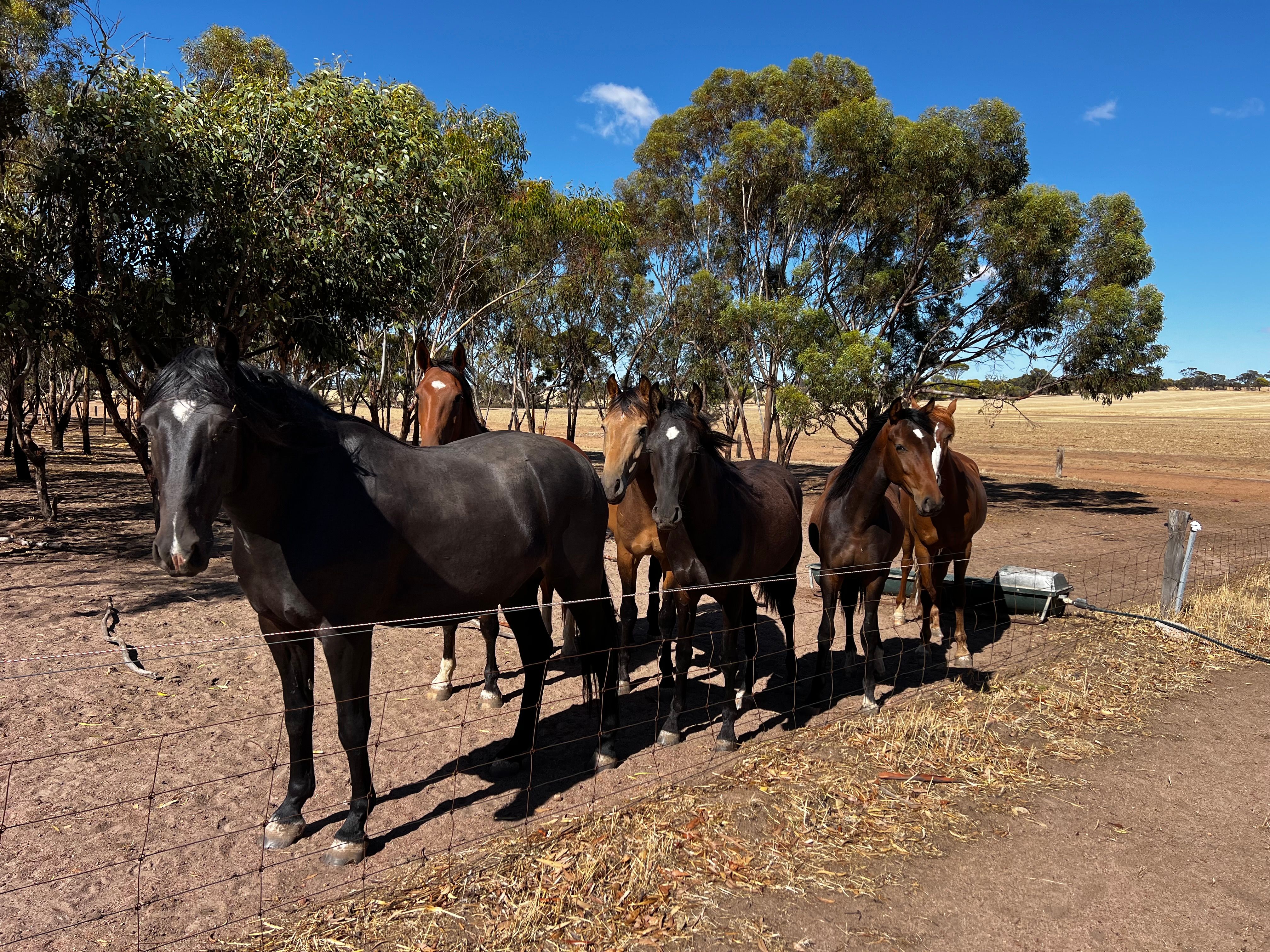WA Waler Horse Project