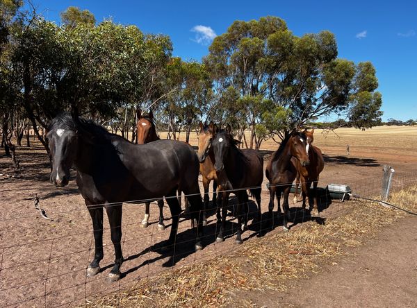 WA Waler Horse Project