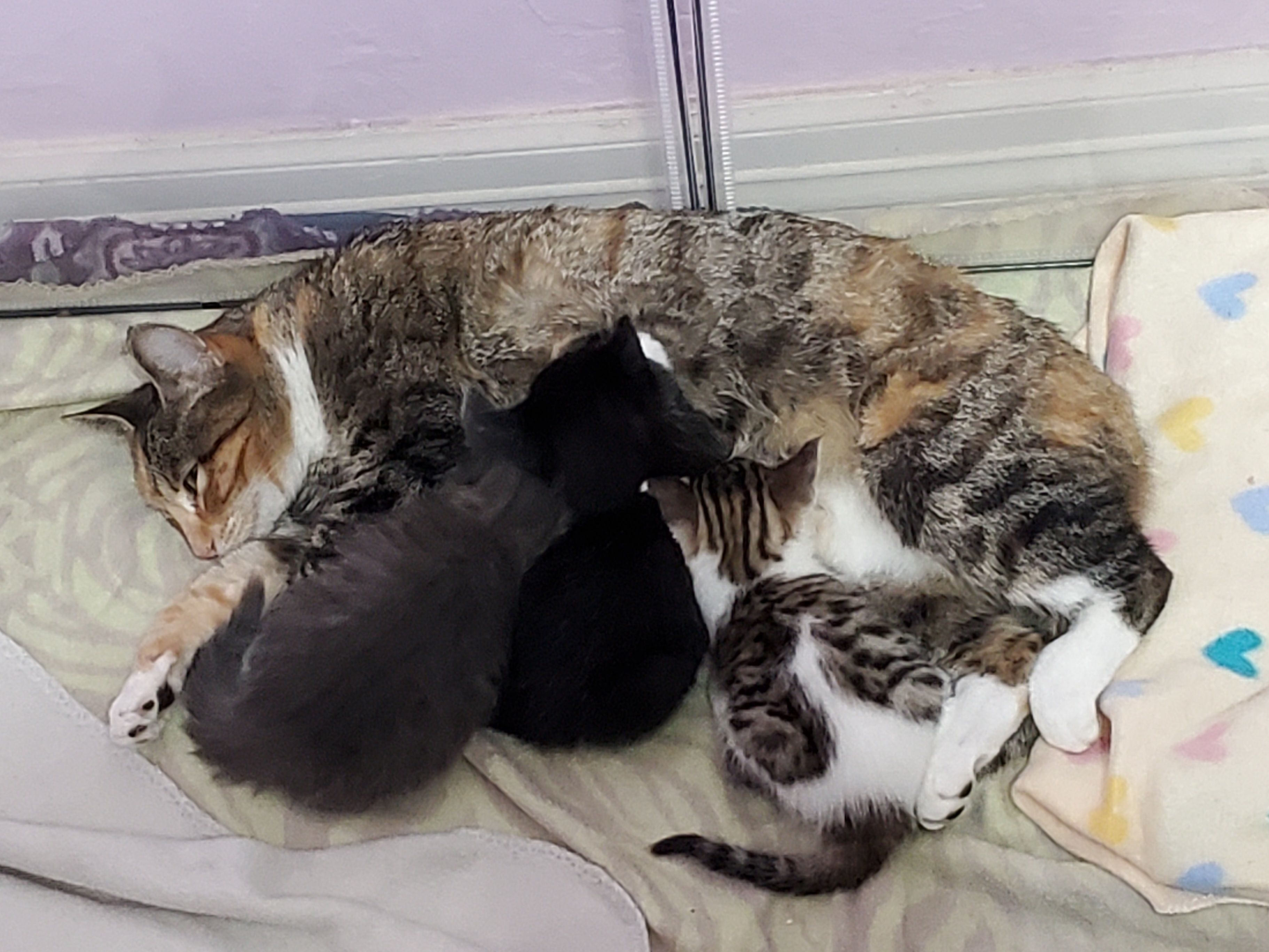 Guardians for the Animals