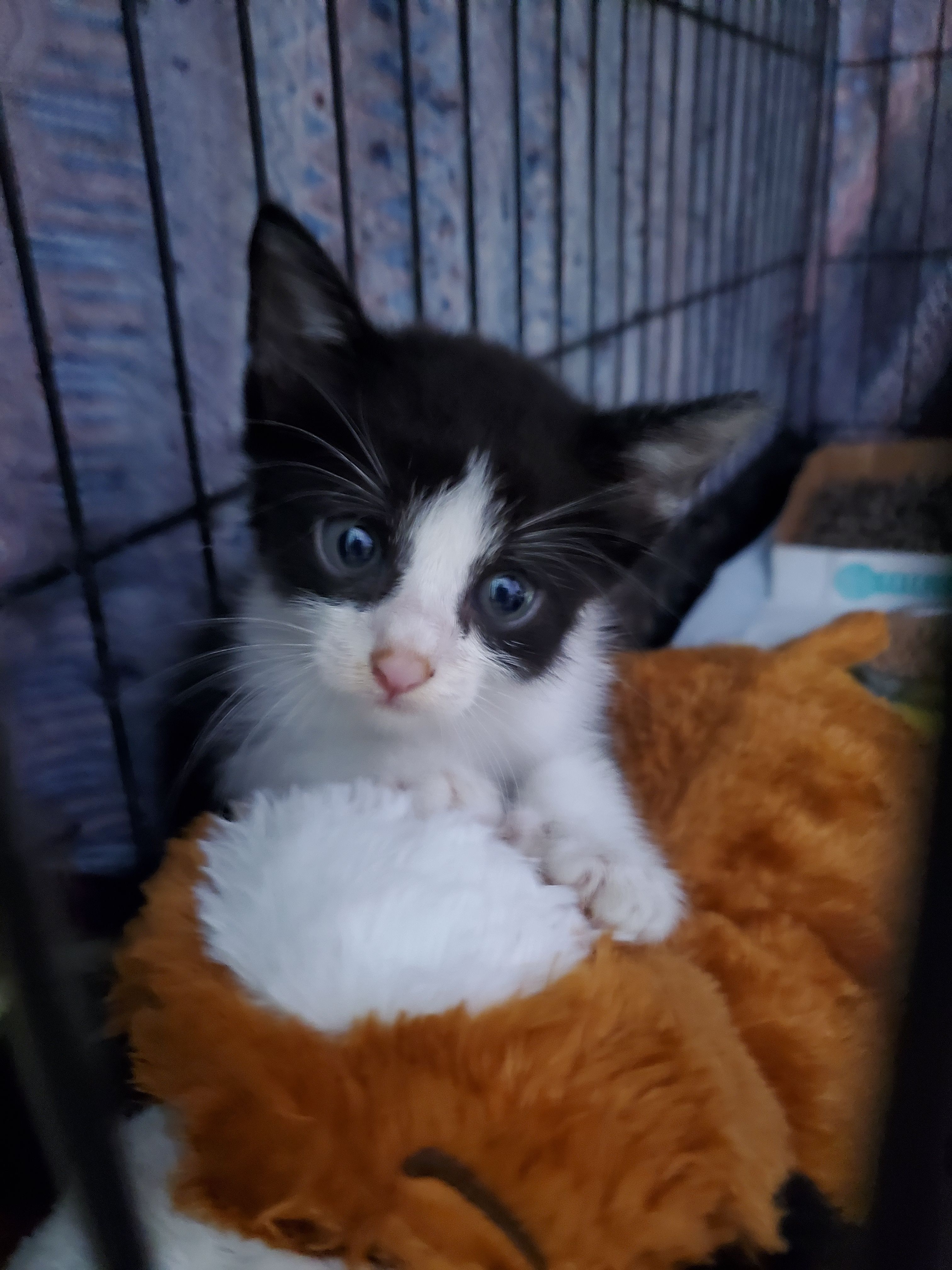 Guardians for the Animals