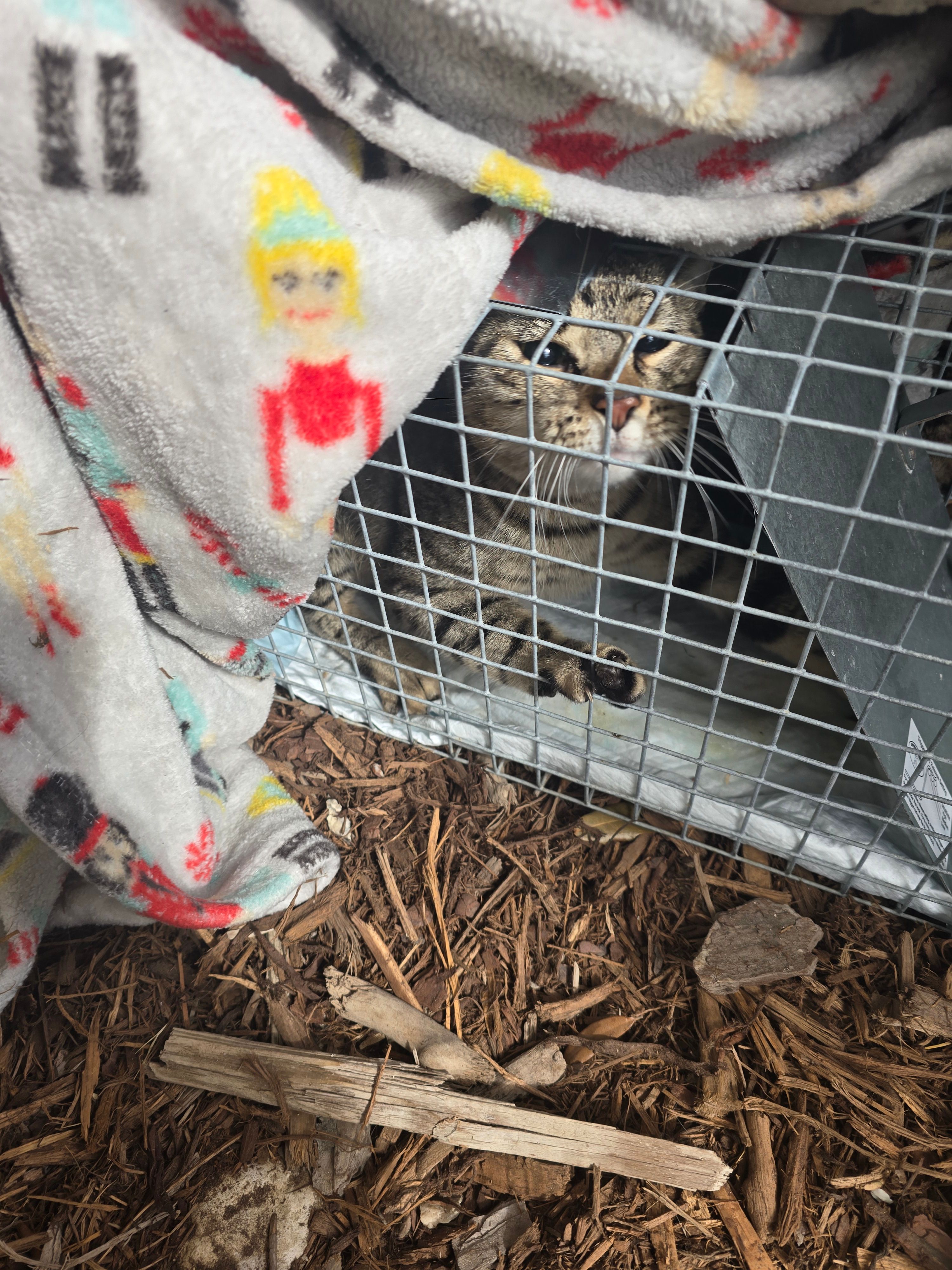 Guardians for the Animals