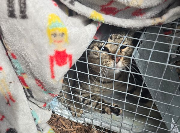 Guardians for the Animals