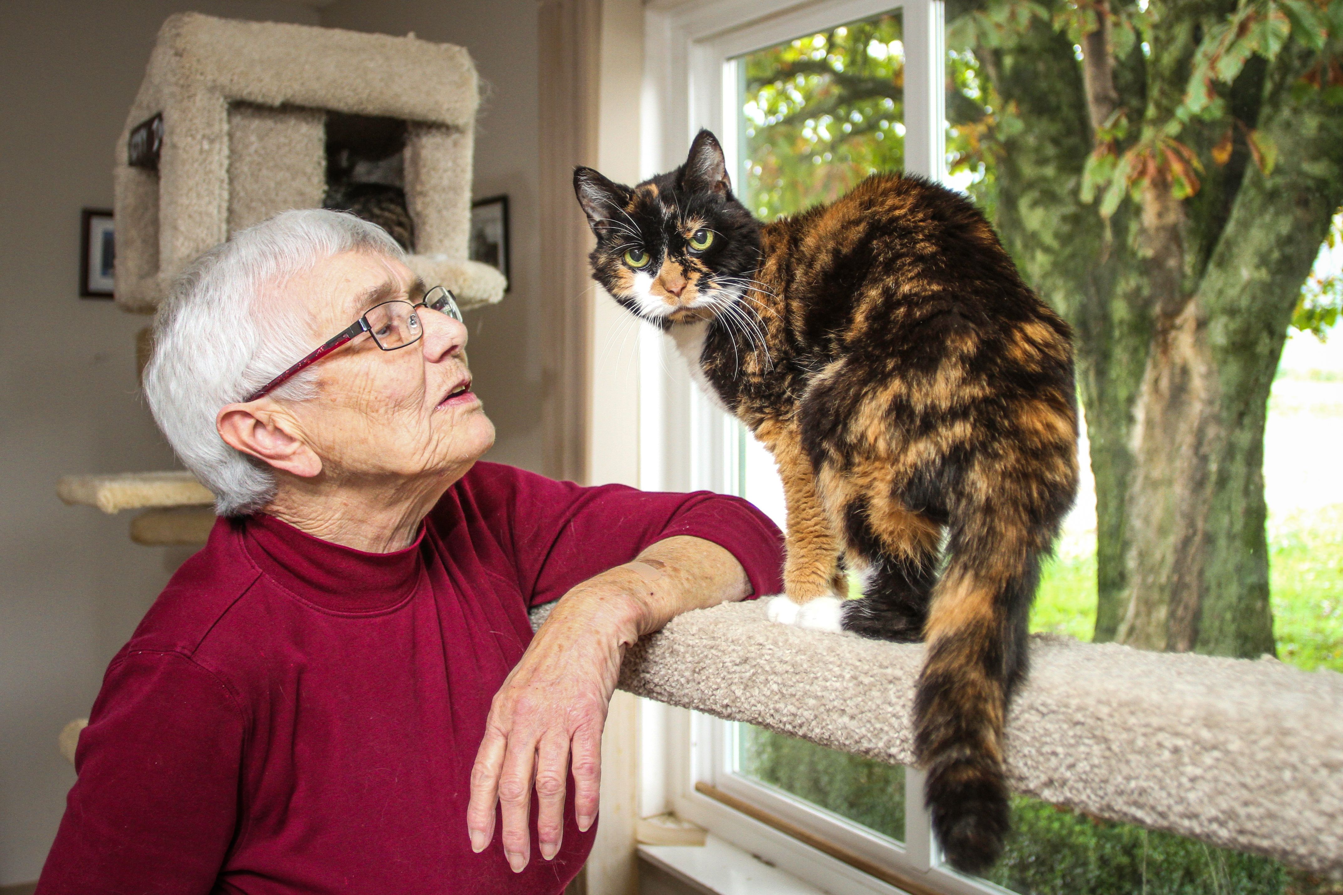 Ena's Community Cats