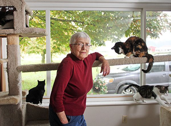 Ena's Community Cats