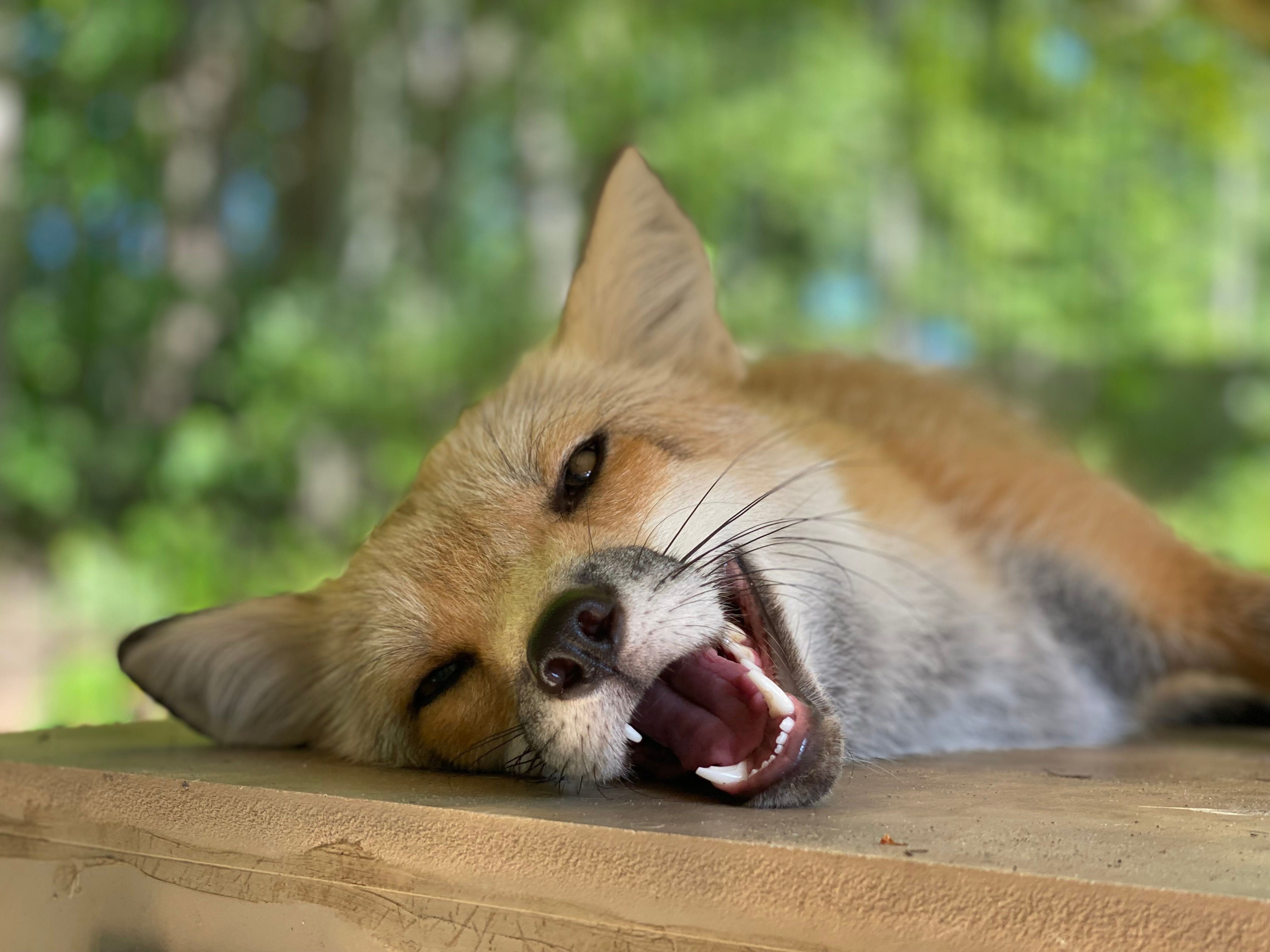 Millstone Wildlife Center